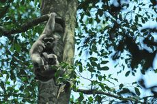 311 Owa Jawa Ditemukan di Hutan Sanggabuana Karawang