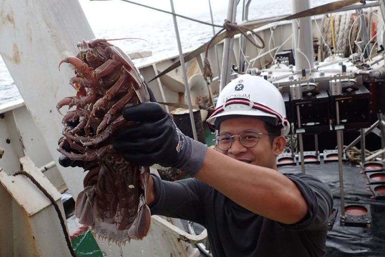 Kecoak laut raksasa ditemukan pertama kalinya di Selat Sunda dalam ekspedisi LIPI.