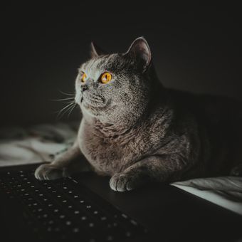 Ilustrasi kucing melihat dalam gelap.