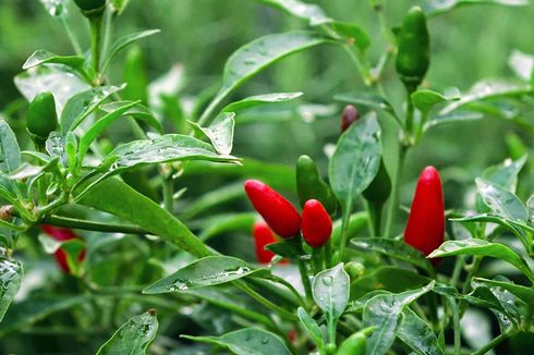 Teknik Pemupukan Cabai Rawit ala Petani agar Berbuah Lebat