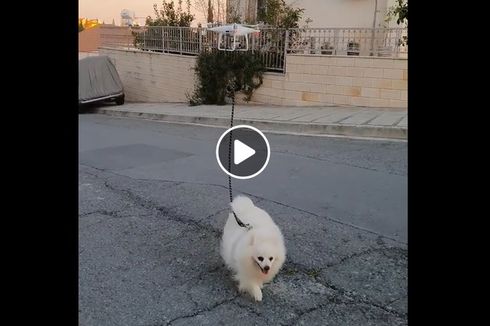 Lockdown, Seorang Pria Gunakan Drone untuk Memandu Anjingnya Jalan-jalan