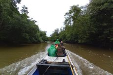Peneliti Manfaatkan Teknologi Pengindraan Jauh untuk Pantau Ekosistem Mangrove, Seperti Apa?