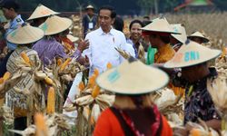 Tak Sekadar Kampanye, Diversifikasi Pangan Perlu Gerakan Nyata di Masyarakat