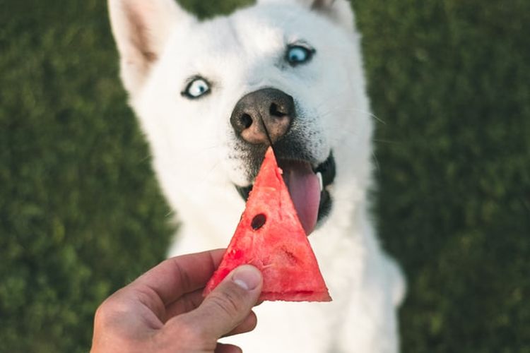 Ilustrasi anjing makan buah