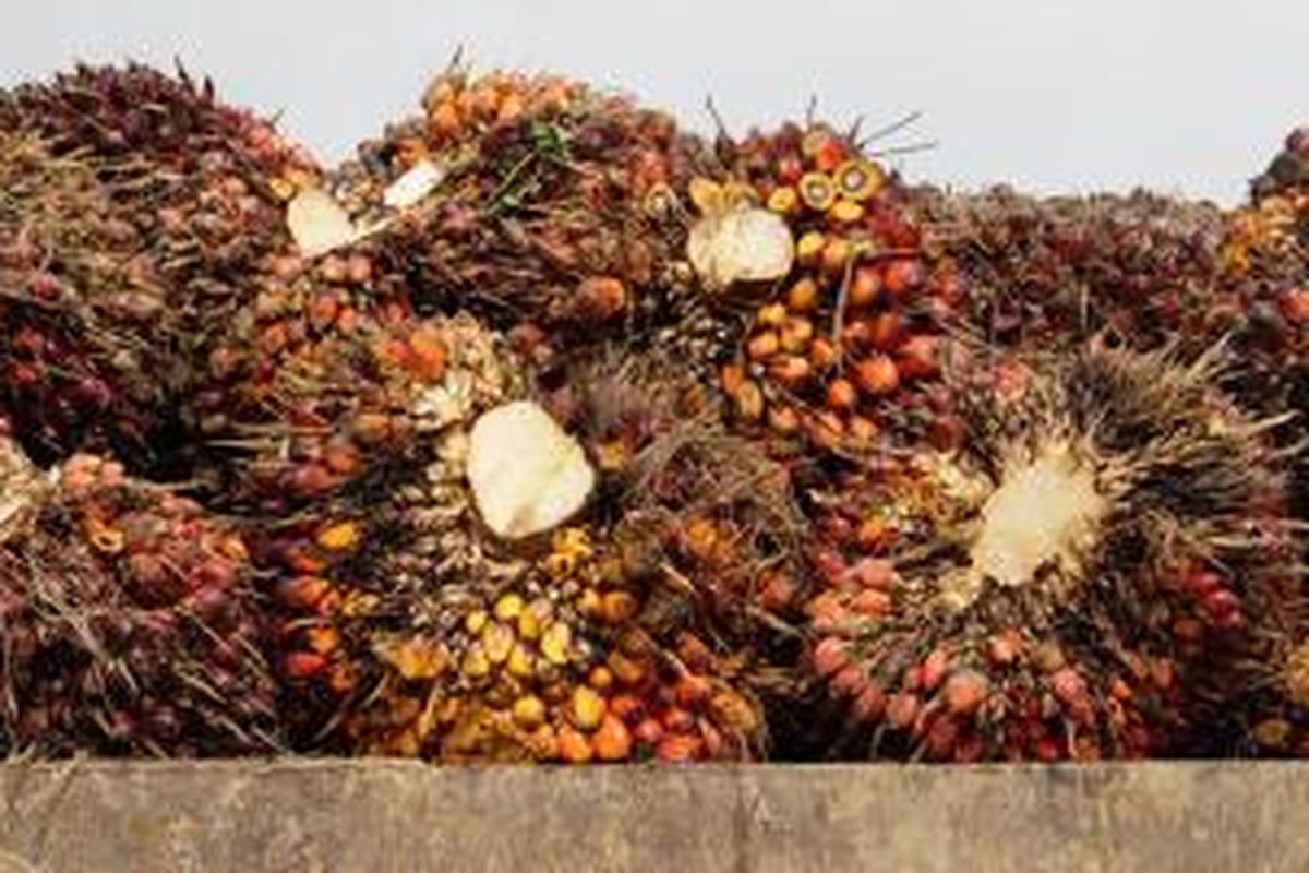 Ilustrasi: kelapa sawit