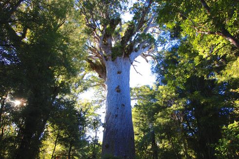 Pohon Keramat di Selandia Baru Sedang Sekarat, Ada Apa?