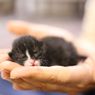 Persahabatan Balita dengan Anak Kucing yang Diselamatkannya