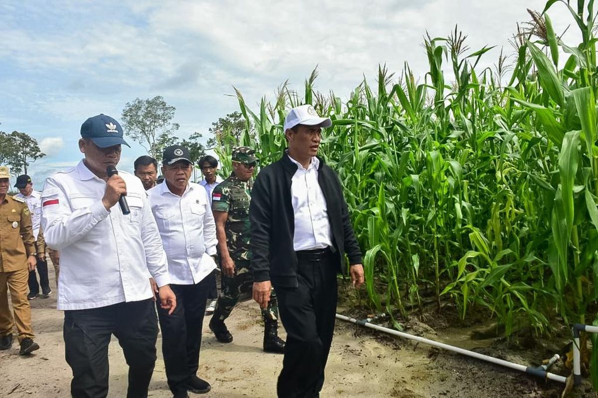 Menteri Pertanian (Mentan) Andi Amran Sulaiman mengunjungi lahan jagung