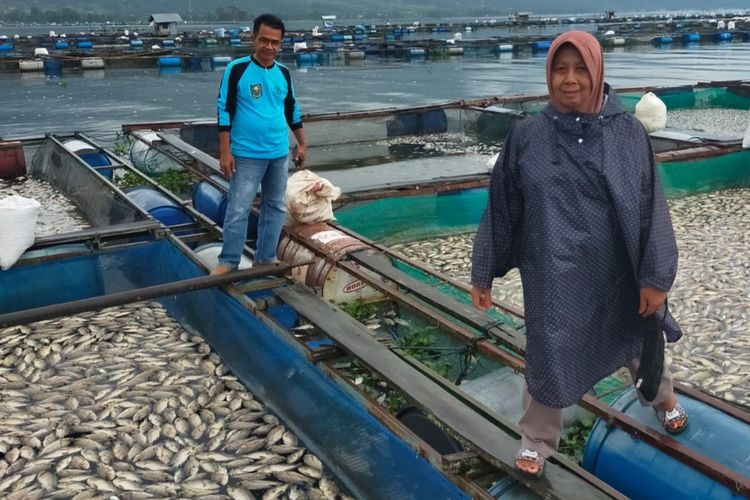 Ikan keramba milik warga di Danau Maninjau mati akibat cuaca ekstrem.