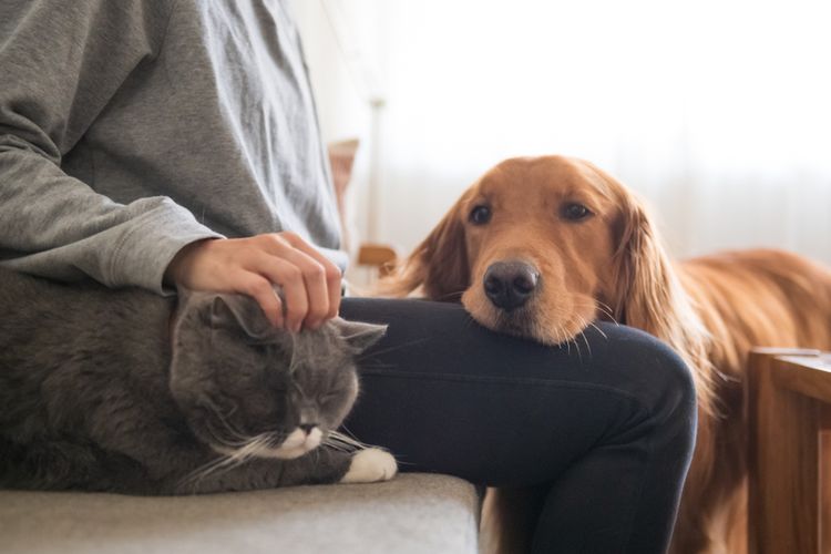 Hingga varian baru Omicron muncul, ilmuwan tetap menyatakan bahwa vaksin Covid-19 untuk anjing dan kucing belum begitu diperlukan.