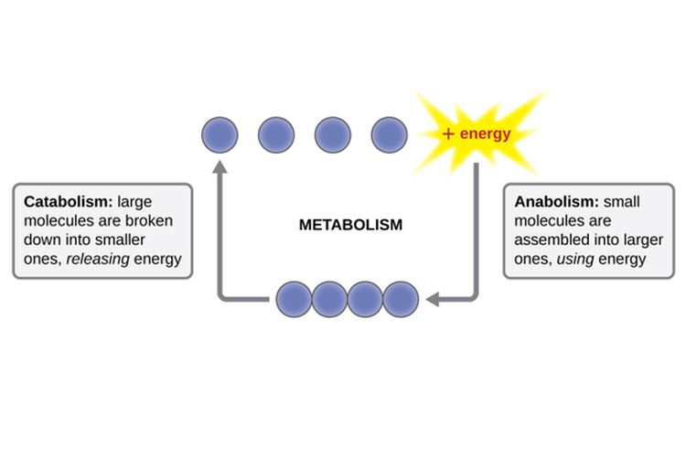 Metabolisme yang terbagi menjadi katabolisme dan anabolisme