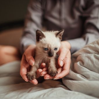 Berat badan anak kucing juga merupakan hal lain yang perlu diperhatikan jika mencari cara merawat anak kucing baru lahir.