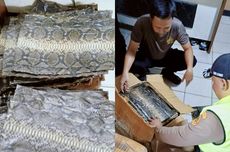 Penyelundupan Ratusan Kulit Ular dan Biawak dari Riau Digagalkan di Lampung