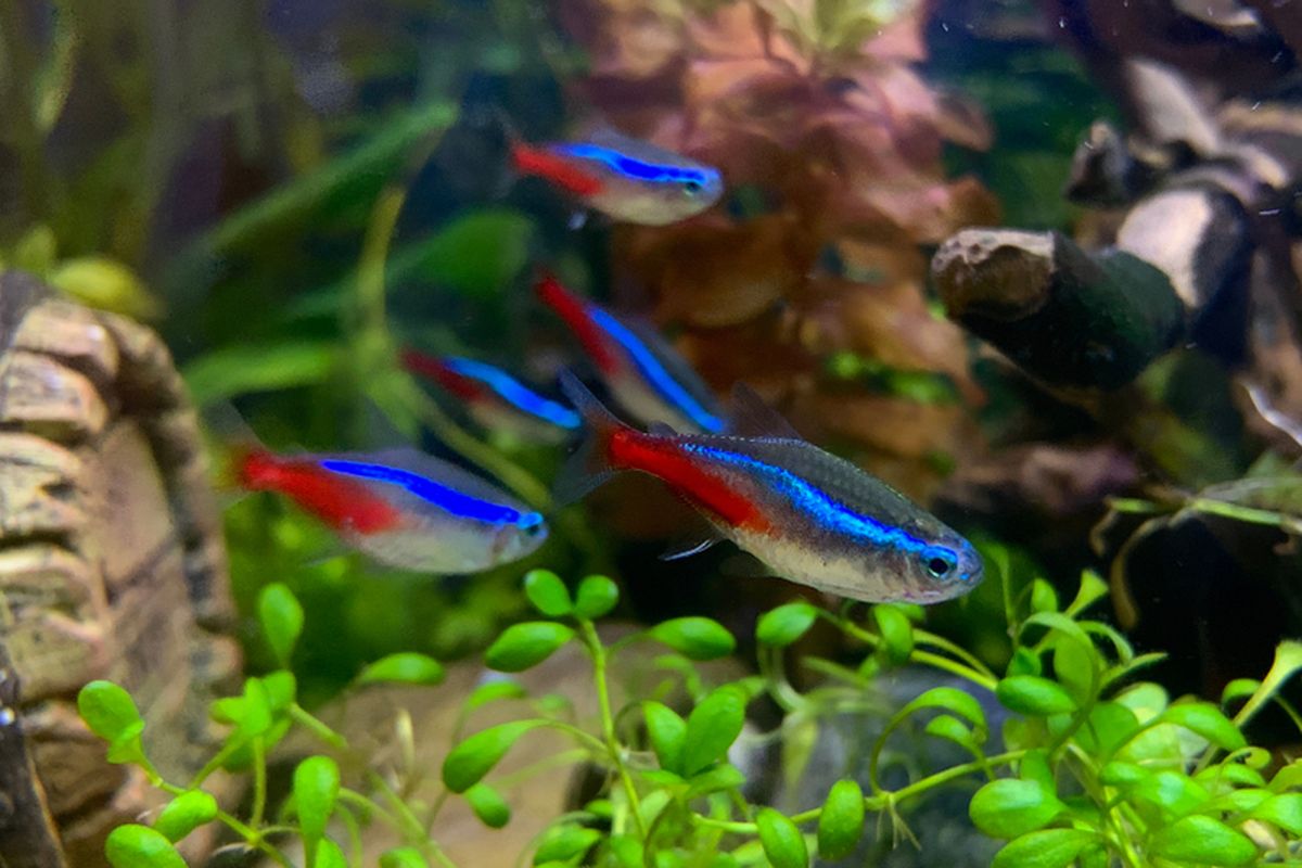 Neon Tetra Permata Bercahaya Di Akuarium Komunitas Neon Tetra Permata Bercahaya Di Akuarium Komunitas