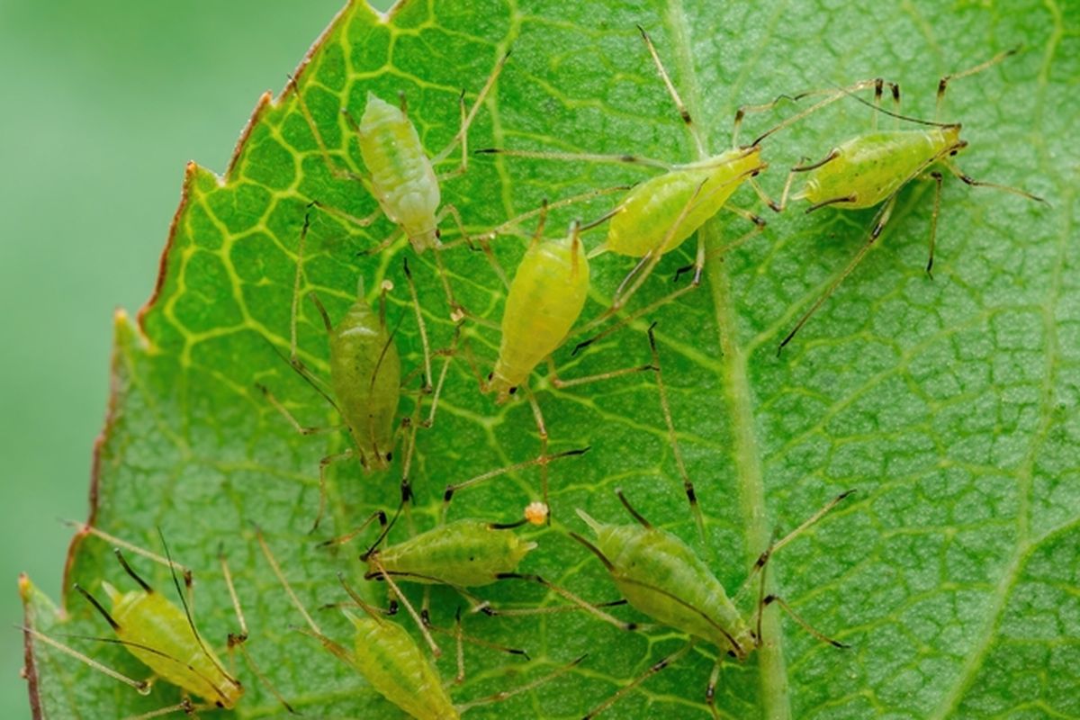 Ilustrasi kutu daun.