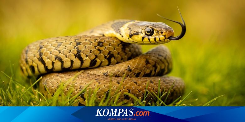7 Cara Alami Membasmi Ular dari Halaman Rumah Selamanya