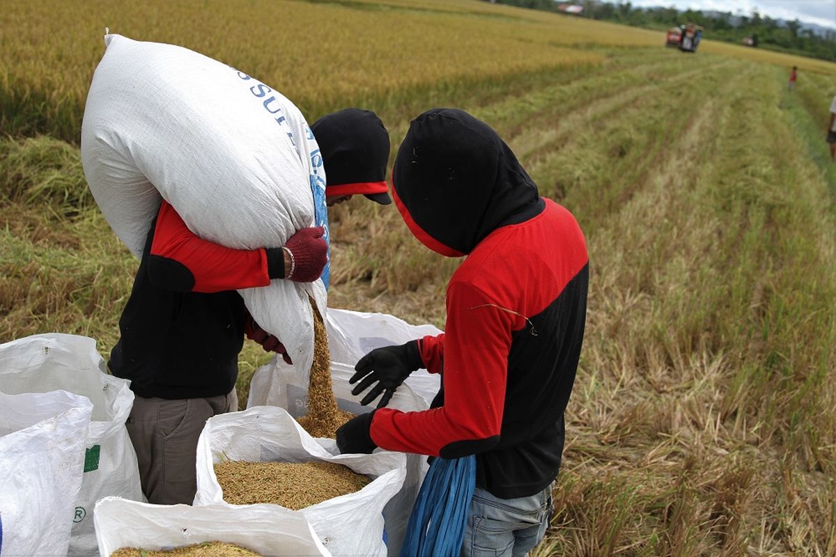 Petani memasukan gabah ke karung di persawahan Ranomeeto, Kabupaten Konawe Selatan, Sulawesi Tenggara, Senin (23/11/2020). Perum Bulog Kanwil Sulawesi Tenggara mencatat rata-rata membeli beras petani sekitar 200 hingga 300 ton per harinya sedangkan serapan beras Januari sampai Oktober tercatat 17.600 ton dengan target serapan di tahun 2020 sebesar 20 ribu ton. ANTARA FOTO/Jojon/hp.