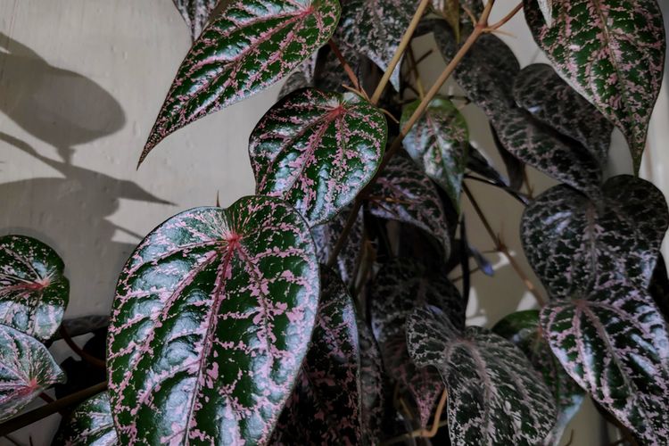 Ilustrasi tanaman sirih merah, daun sirih merah. 