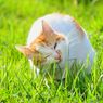 10 Tanaman Hias yang Beracun bagi Kucing Kita, Apa Saja?