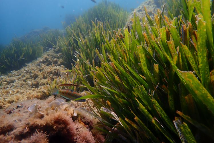 Ilustrasi Posidonia oceanica praderia. Lamun Posidonia oceanica di Laut Mediterania terancam pariwisata massal. Jangkar kapal bisa menghancurkan simpanan karbon ribuan tahun.