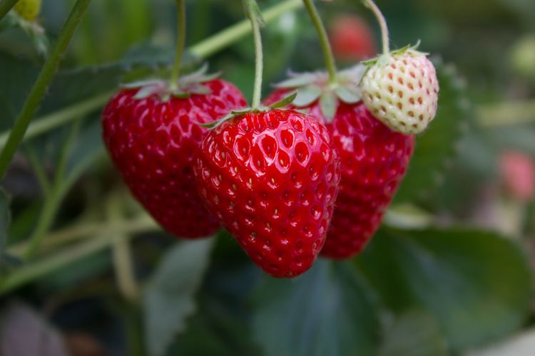 Berkembang dengan strawberry biak 8 Tumbuhan