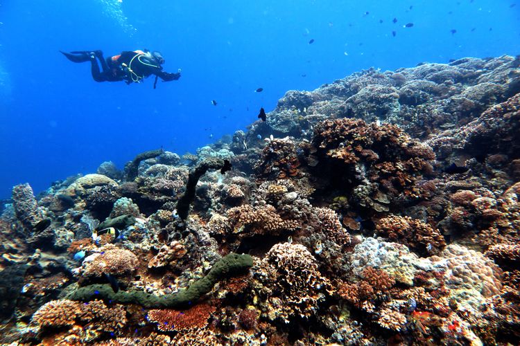 Diving in Bali is great to explore the fascinating life of sea creatures and see the underwater beauty synonymous with this Indonesian getaway island.