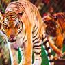 Harimau Kelaparan Berkeliaran di Desa di Jambi, BKSDA Minta Warga Waspada