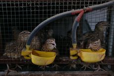 Beternak Burung Puyuh jadi Peluang Usaha yang Menggiurkan