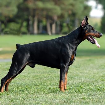 Ilustrasi anjing Doberman pinscher. 