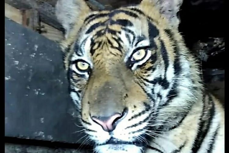 Harimau sumatera yang terjebak di kolong ruko di kawasan pasar Desa Pulau Burung, Kabupaten Indragiri Hilir, Riau