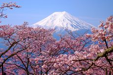 Kenapa Sakura Jadi Bagian Penting Budaya Jepang? Dulu Penanda Waktu Tanam Padi