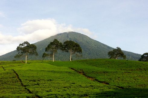 Kronologi Petani Kopi yang Ditemukan Tinggal Tulang Usai Diterkam Harimau