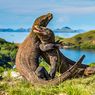 Wisatawan ke Pulau Komodo Dibatasi, Maksimal 50.000 Orang per Tahun