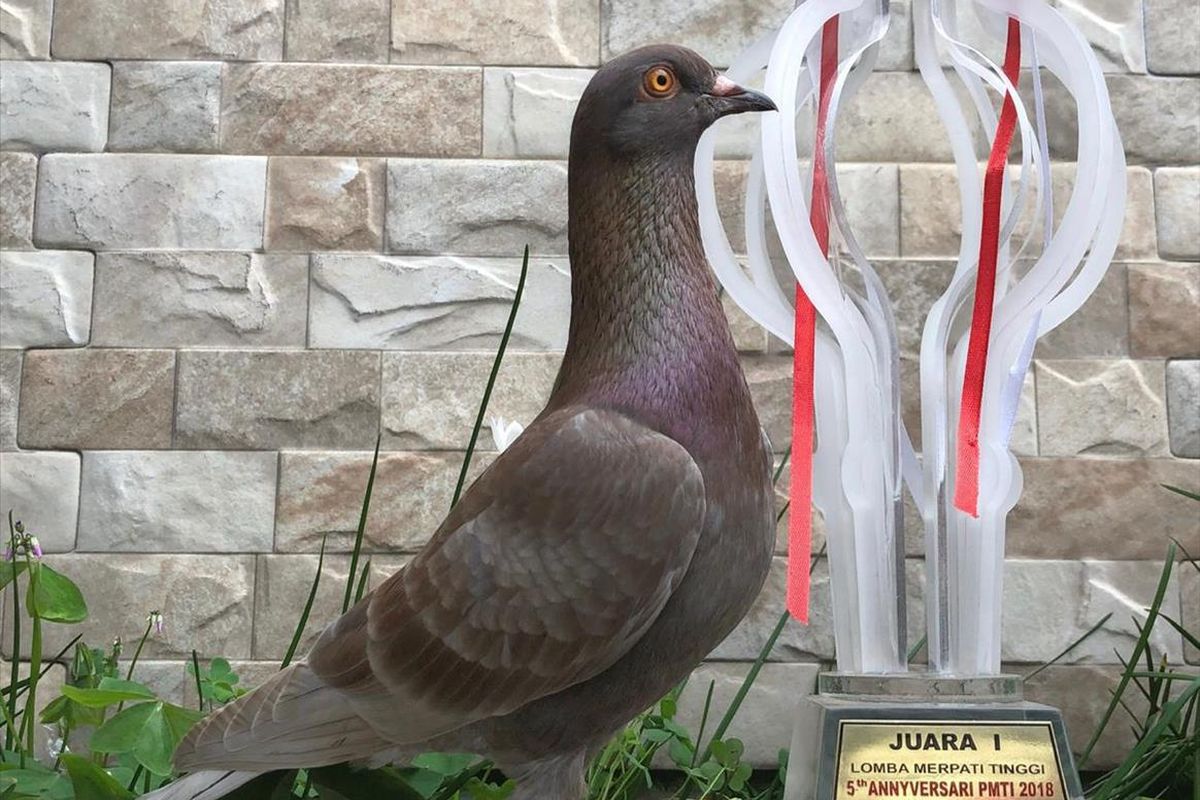 Jayabaya, burung merpati yang dibeli seharga Rp.1.000.000.000