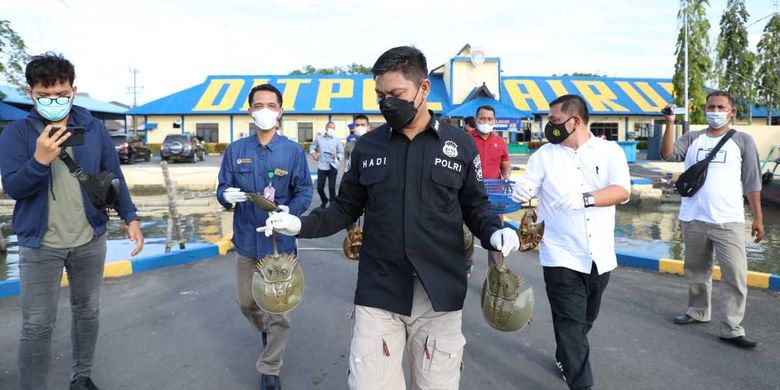 Kabid Humas Polda Sumut, Kombes Pol Hadi Wahyudi membawa dua ekor belangkas yang masih hidup saat akan dilepasliarkan di perairan Belawan. Sebelumnya, personel Dit Polairud Polda Sumut menangkap AU alias MAN yang hendak menjual ratusan belangkas.