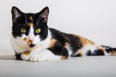 Cara Membersihkan Urine Kucing dari Karpet
