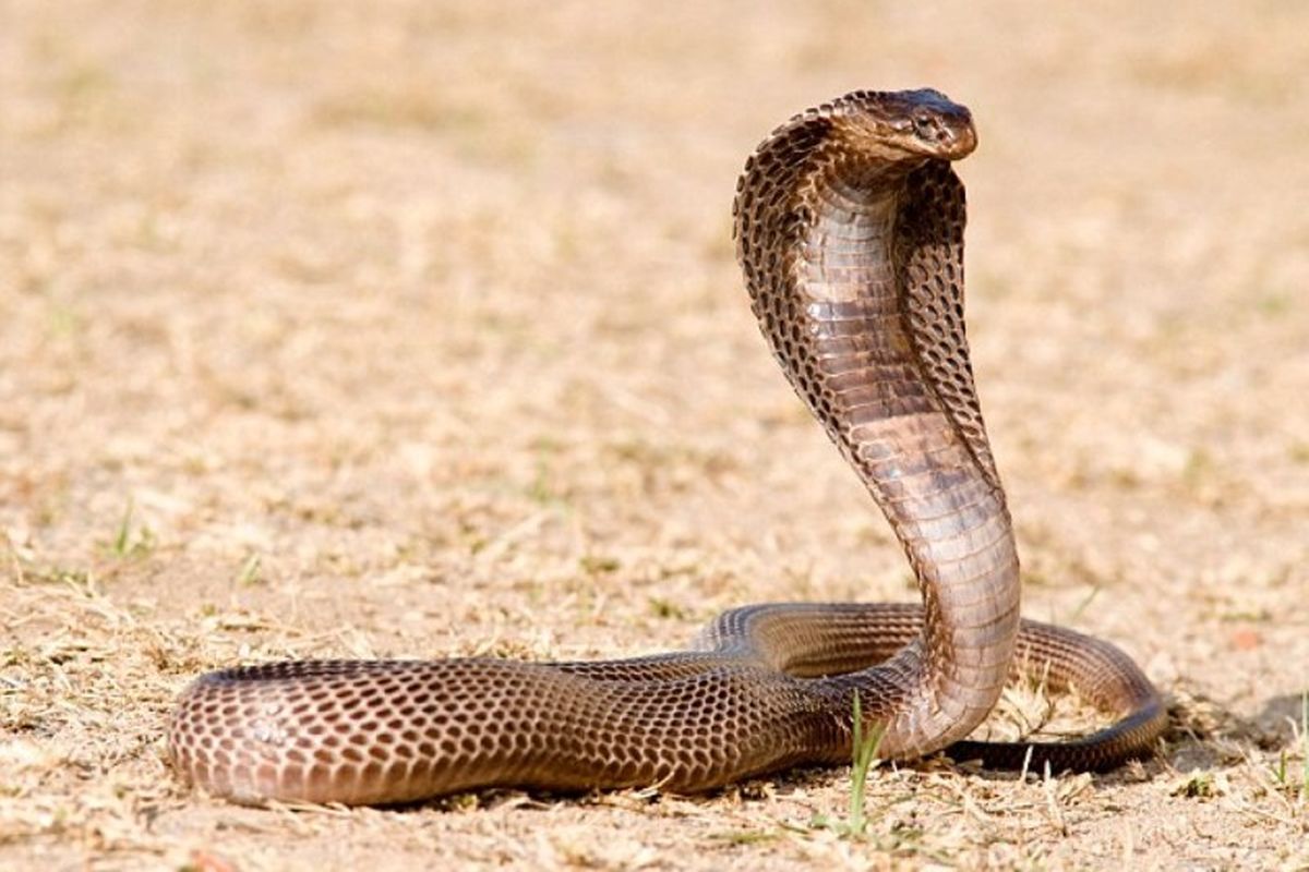 Mushuk va jinsiy aloqa