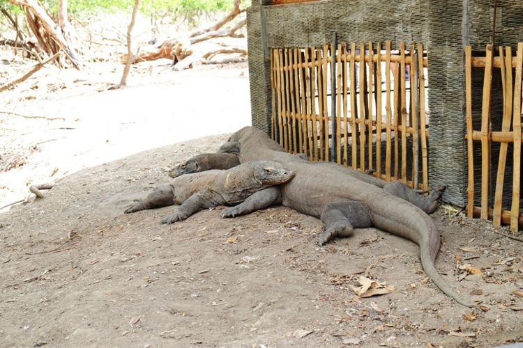 Sekumpulan Komodo yang ada di Pulau Rinca, salah satu tempat wisata Labuan Bajo yang bisa didatangi.