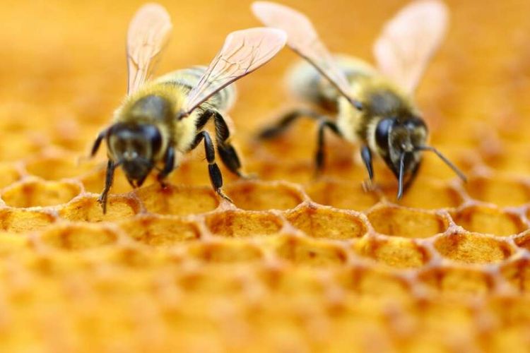Ilustrasi lebah madu. Perbedaan tawon dan lebah.