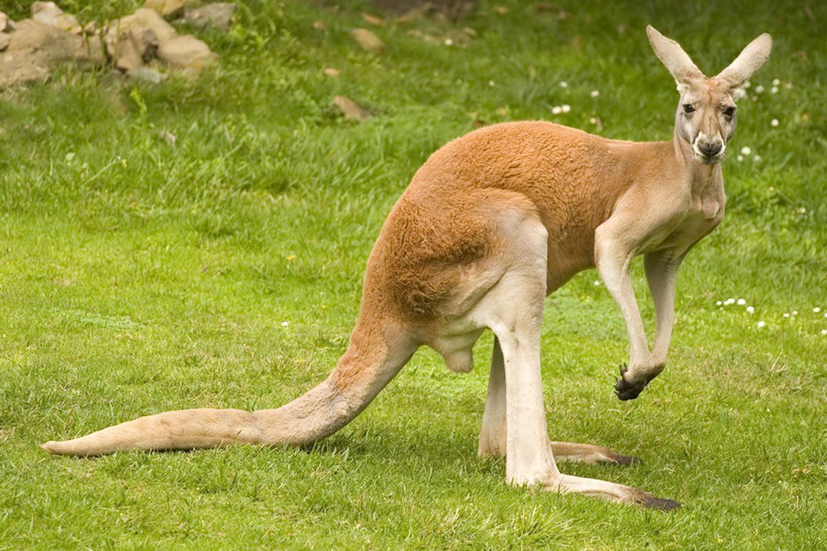 Ilustrasi kanguru merah. Ahli menyebut kanguru merah adalah satu-satunya hewan vertebrata berkaki lima. Hal ini karena keunikan anatomi ekornya yang memiliki kemampuan setara kaki. Saat melompat, kanguru merah menggunakan kakinya untuk membantu mendorong tubuhnya.