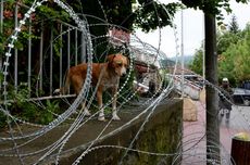 Di Pristina Kosovo, Warga Dibayar Rp 900.000 Per Bulan jika Mau Adopsi Anjing, Tuai Pro-Kontra