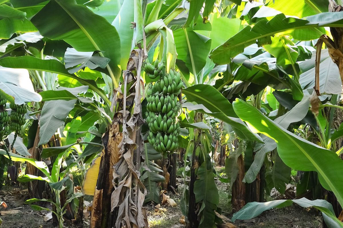 Ilustrasi pohon pisang, tanaman pisang. 