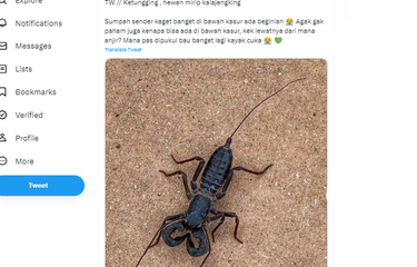 Tangkapan layar twit soal penampakan ketungging, hewan mirip kalajengking di dalam rumah.