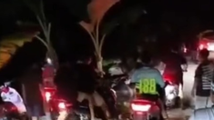Berawal dari Protes Jalan Rusak, Aksi Tanam Pisang di Wajo Berujung Permintaan Maaf Kades