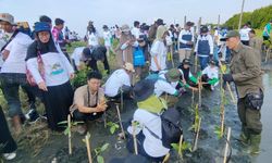 PLN Tanam 72.400 Pohon Mangrove untuk Lindungi Pesisir dan Dukung Ketahanan Pangan