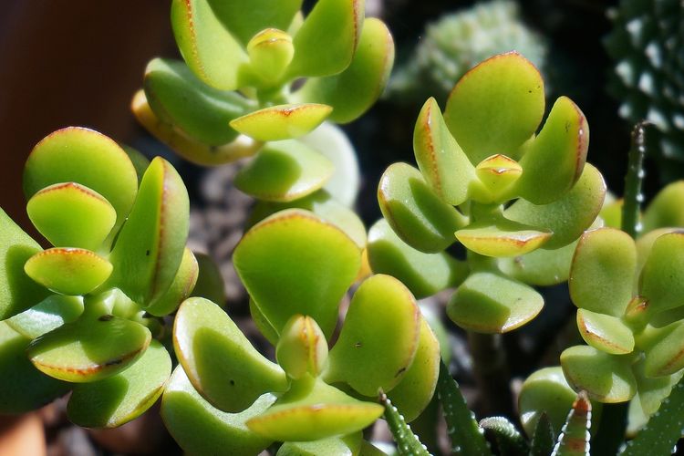 Ilustrasi tanaman giok atau jade plant. 