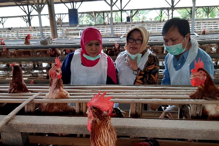 Antisipasi Telur Berdioxin Khofifah Sidak Peternakan Ayam Petelur