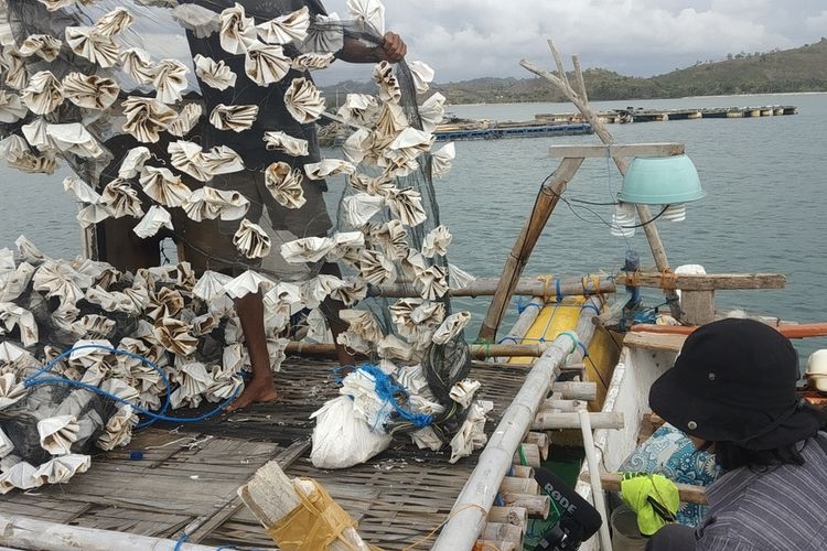 Bahri saat memperbaiki pocong alat tangkap benih lobster