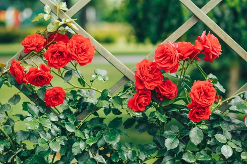 10 Warna Bunga Mawar yang Cantik, Dapat Ditanam di Rumah 