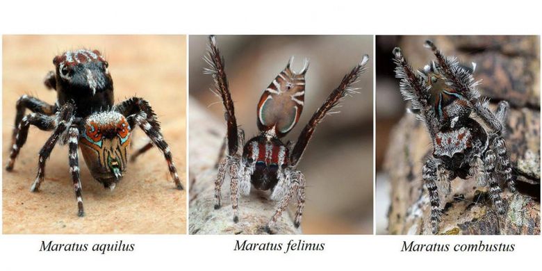 Tiga spesies laba-laba baru asal Australia. Jika laba-laba biasanya diidentifikasi lewat taring atau bulu, laba-laba ini punya kekhasan warna indah pada tubuhnya yang menyerupai tato.